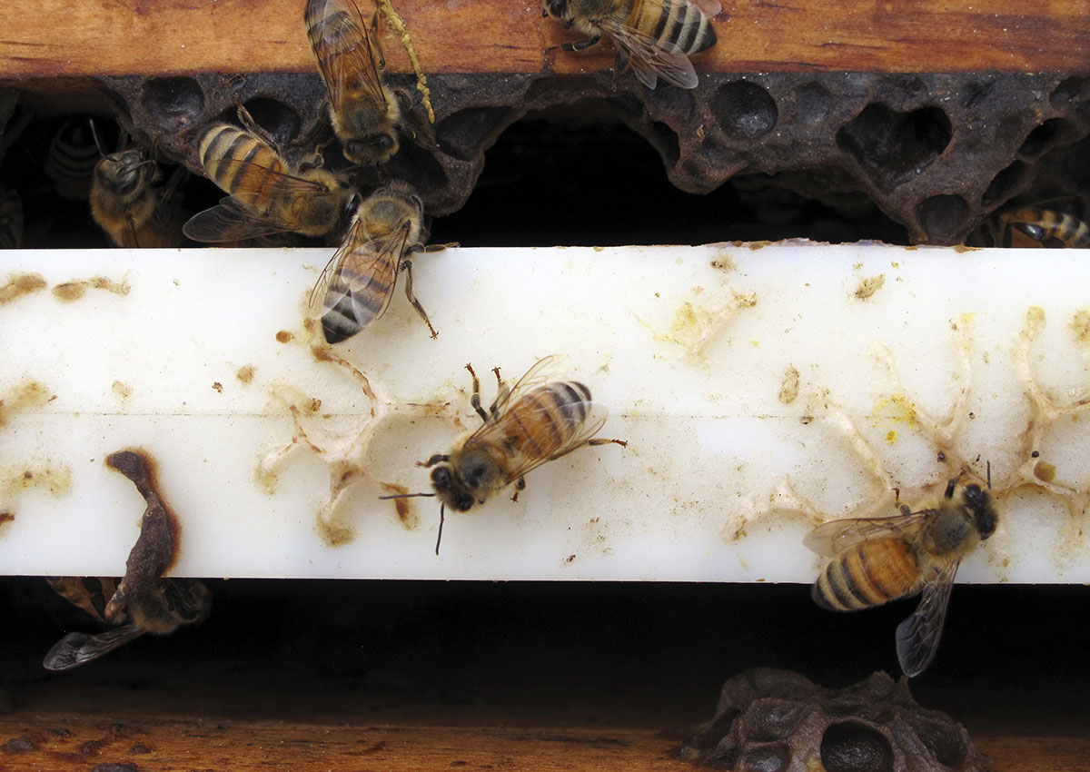 Several of the thousands of recovered beehives stolen in California are shown in this May 16, 2017, photo near Sanger, Calif.