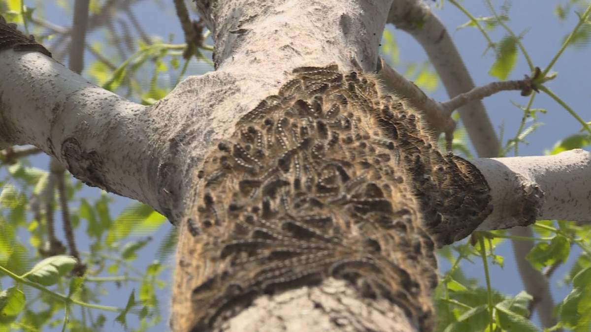Fewer mosquitoes but more cankerworms and caterpillars?.