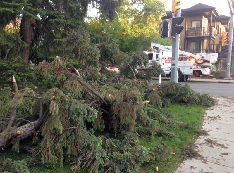 A downed tree in the intersection of 25 Avenue S.W. and 2 Street S.W. on Thursday, May 25, 2017.
