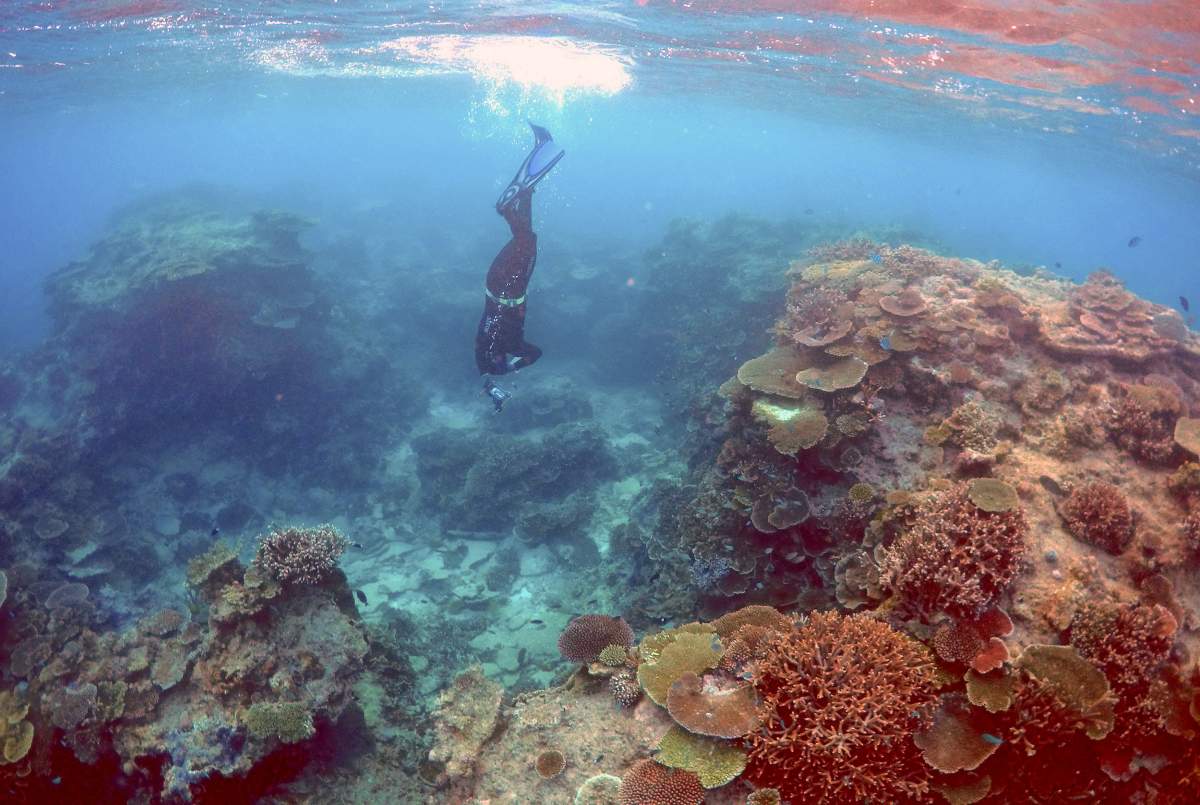 Oliver Lanyon, Senior Ranger in the Great Barrier Reef region for the Queenlsand Parks and Wildlife Service, takes photographs and notes during an inspection of the reef's condition in an area called the 'Coral Gardens' located at Lady Elliot Island and 80 kilometers north-east from the town of Bundaberg in Queensland, Australia, June 11, 2015. 