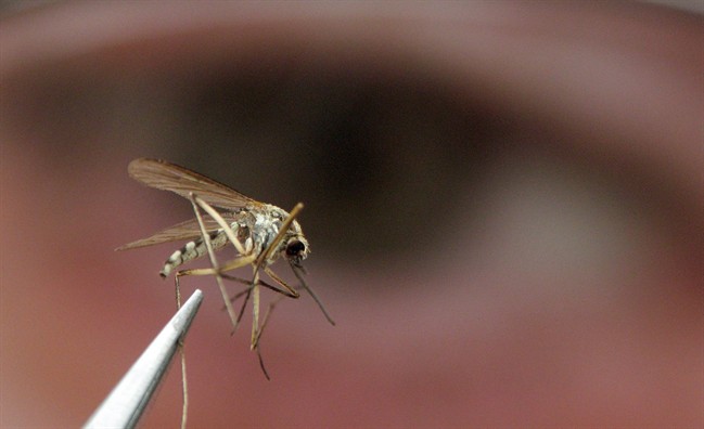 An adult mosquito is shown in the laboratory as the 2007 West Nile Virus program of the Middlesex-London Health Unit kicked off in Strathroy, Ont., Thursday May 10, 2007. If you're planning to enjoy the great outdoors this summer, there are good reasons to stock up on bug spray.The latest edition of a national report on wild species in Canada shows there are 160 different species of blackflies and 80 different species of mosquitoes in the country and the majority of them are flourishing.