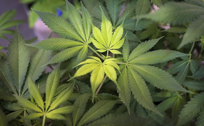 Toronto's mayor is looking into options for covering associated city costs with legalizing marijuana.