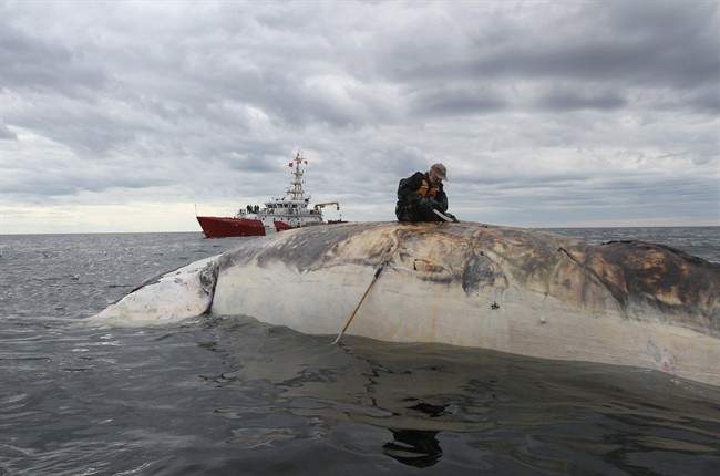 Dr. Pierre-Yves Daoust, director of the Atlantic Region of the Canadian Wildlife Health Cooperative, collects samples from a dead right whale in the Gulf of St. Lawrence in a recent handout photo.