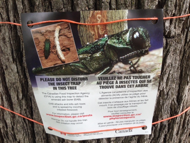 Emerald Ash Beetle