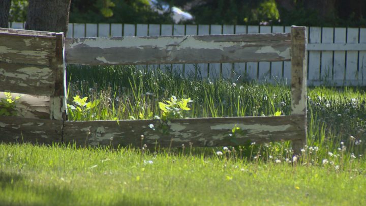 Saskatoon’s summertime battle: overgrown grass complaints filed by residents - image