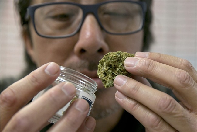 Joseph Hough, an employee at the Canna Care medical marijuana dispensary, displays a pre-packaged marijuana bud Wednesday, June 14, 2017, in Sacramento, Calif.