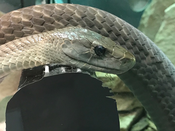 A black mamba is one of more than 200 venomous snakes cared for at the Indian River Reptile Zoo in Peterborough, Ont.