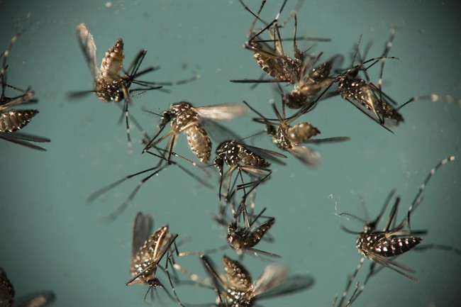 Could mosquito-borne virus, Zika, hold the key to fighting brain cancer?.
