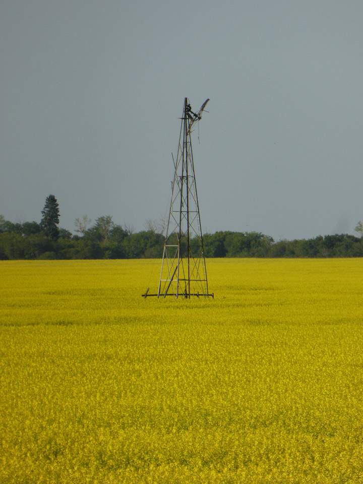 July 28: Alie Neish took this Your Saskatchewan photo near Naicam.