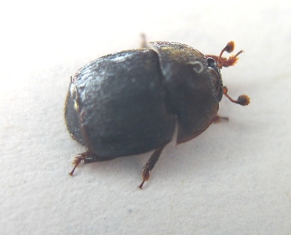 The small hive beetle was recently discovered in New Brunswick.