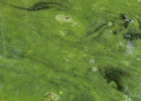 According to the Simcoe Muskoka District Health Unit, Blue-green algae blooms have been found in the Lake Rosseau area.