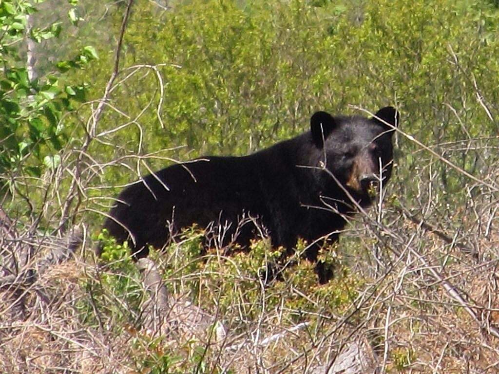 A black bear is pictured in a field near Antigonish.