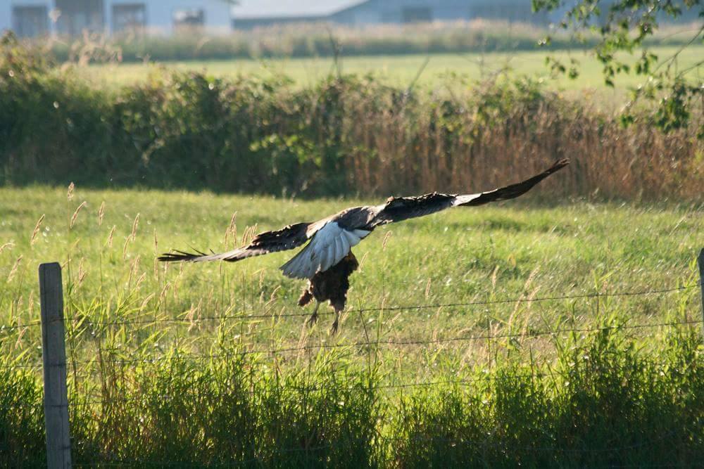 PHOTOS: Eagle swoops down and grabs hen, neighbour’s cows try to help - image