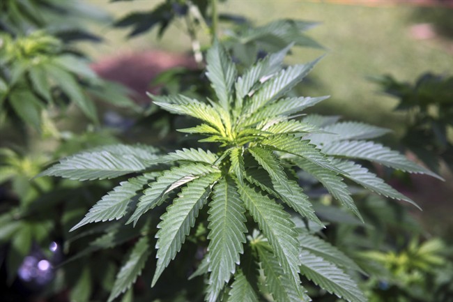 Marijuana hypertension