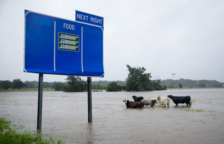 Cattle are stranded in a flooded pasture on Highway 71 in La Grange, Texas, after Hurricane Harvey on Monday.