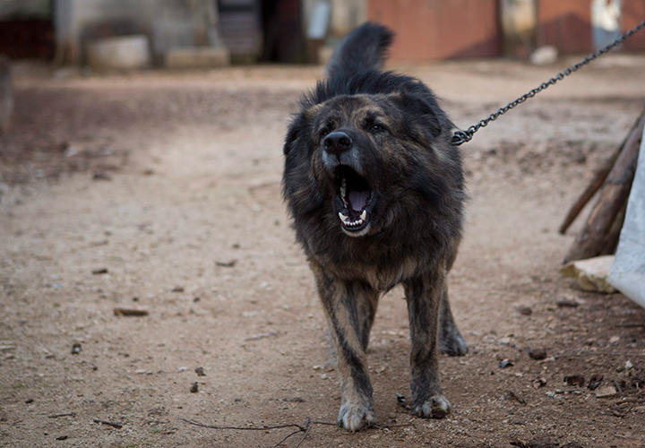An appeals court in Oregon upheld a decision forcing a family to have their dogs silenced by surgically “debarking” the pets after causing their neighbours years of disruption.
