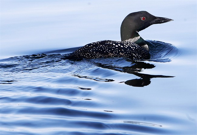 Loon on Lake Simcoe.