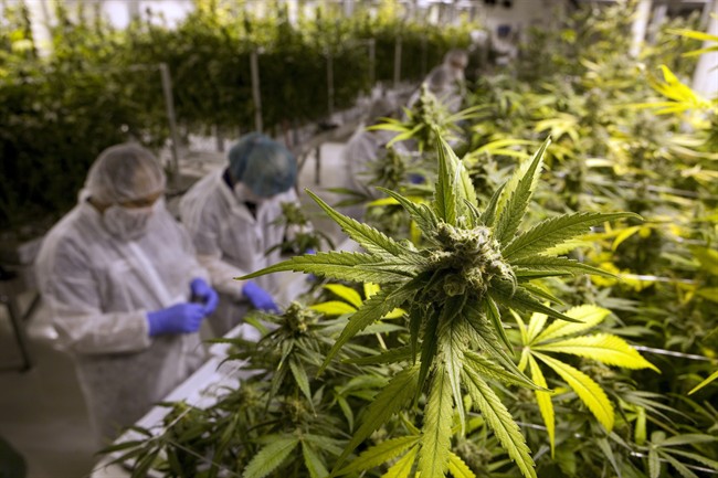 Saskatchewan unveiled rules for wholesalers in the future legal cannabis market.