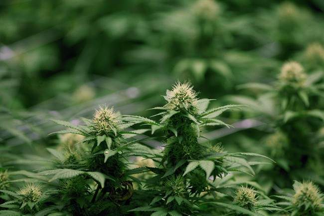 In a new policy paper, the Ontario chapter of the CMHA is calling for certain restrictions on legal marijuana.