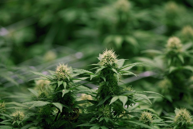 Nova Scotia RCMP say the charges stem from the raid of an unsanctioned cannabis store.