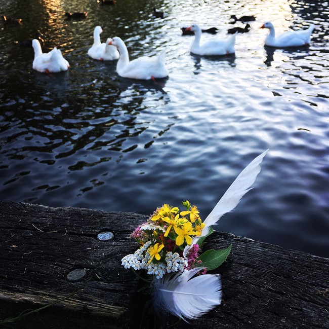 Geese are seen near a vigil for two recently killed geese in Dartmouth, N.S., in this recent handout photo. Two geese are dead after being hit by a vehicle at a crosswalk the popular birds use to access a pond at a park in Dartmouth, N.S. Police say a man was driving on Prince Albert Road during the rush hour Wednesday when he struck three of the geese, who were crossing over from the Elliott Street area to Sullivan's Pond. 