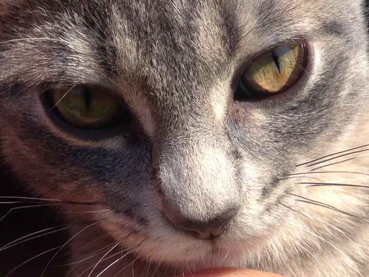 The Saskatchewan SPCA says the province needs to ensure the officers have the resources to do their jobs properly, including ongoing training.