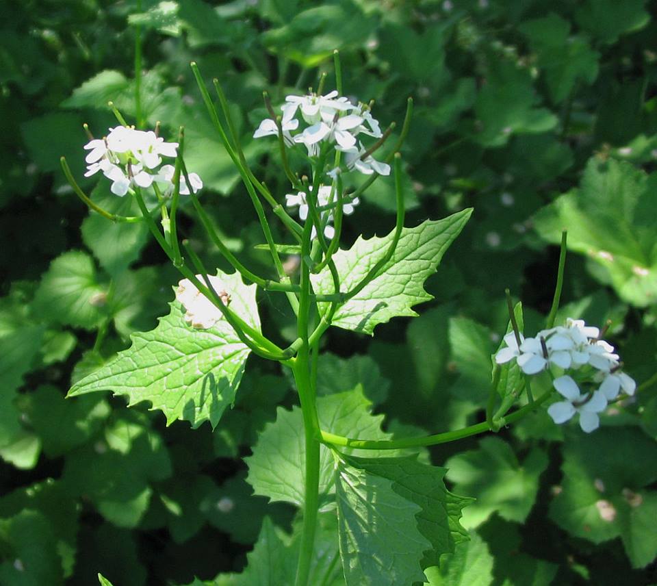Environment officials want locals to help eat through an invasive species problem - image