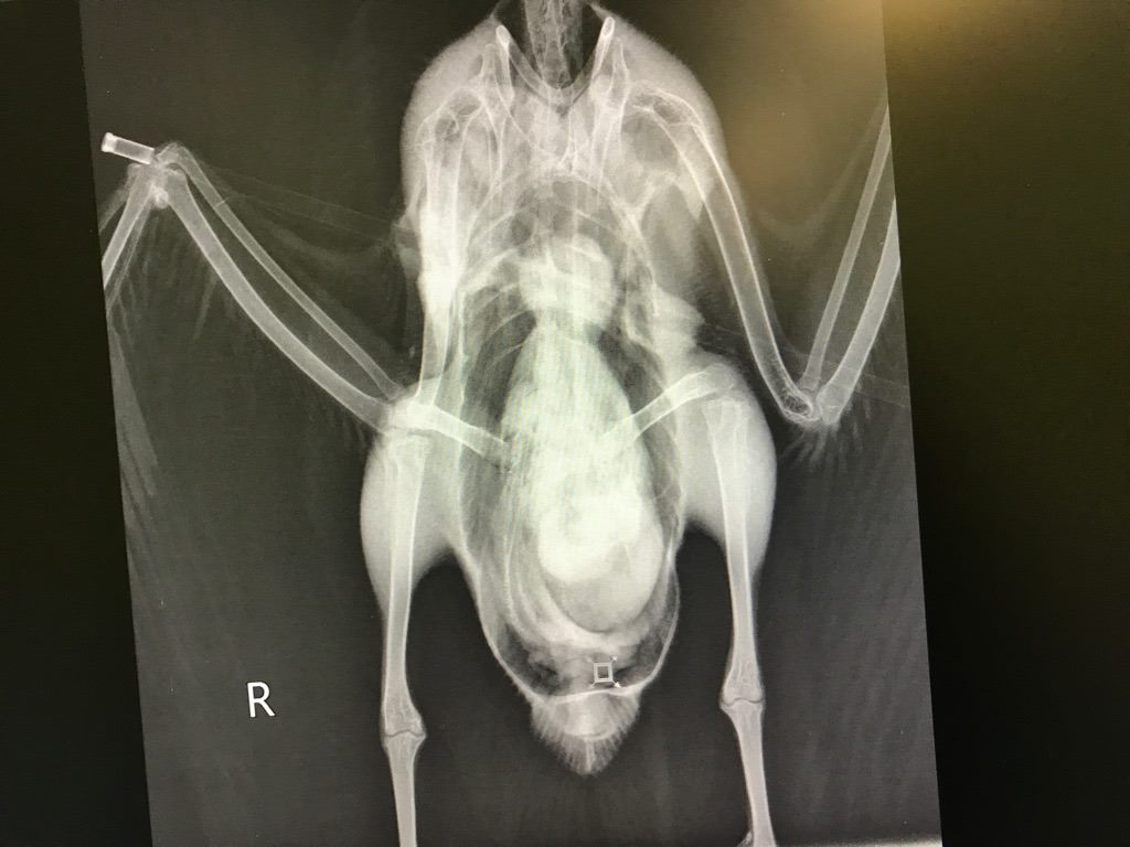 Wildlife group claims 2 Canada geese impaled with arrows near Toronto a case of animal abuse - image