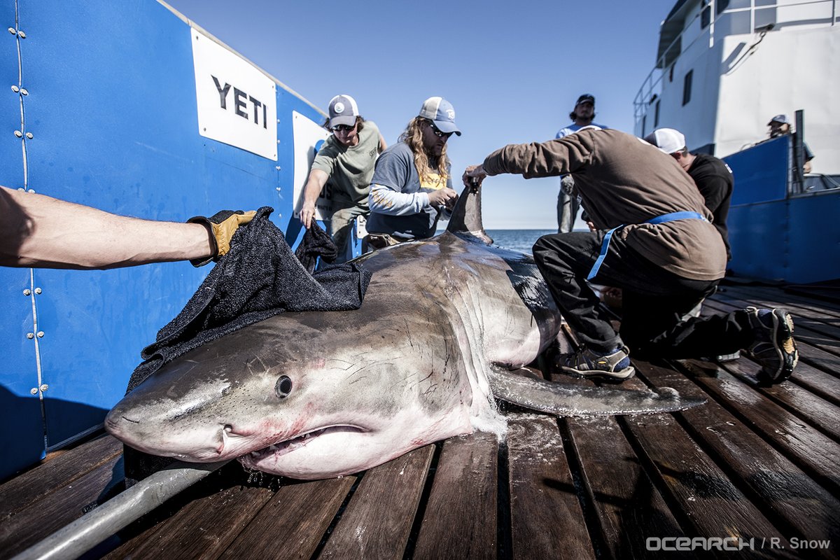 Hilton the shark is tagged by OCEARCH researchers