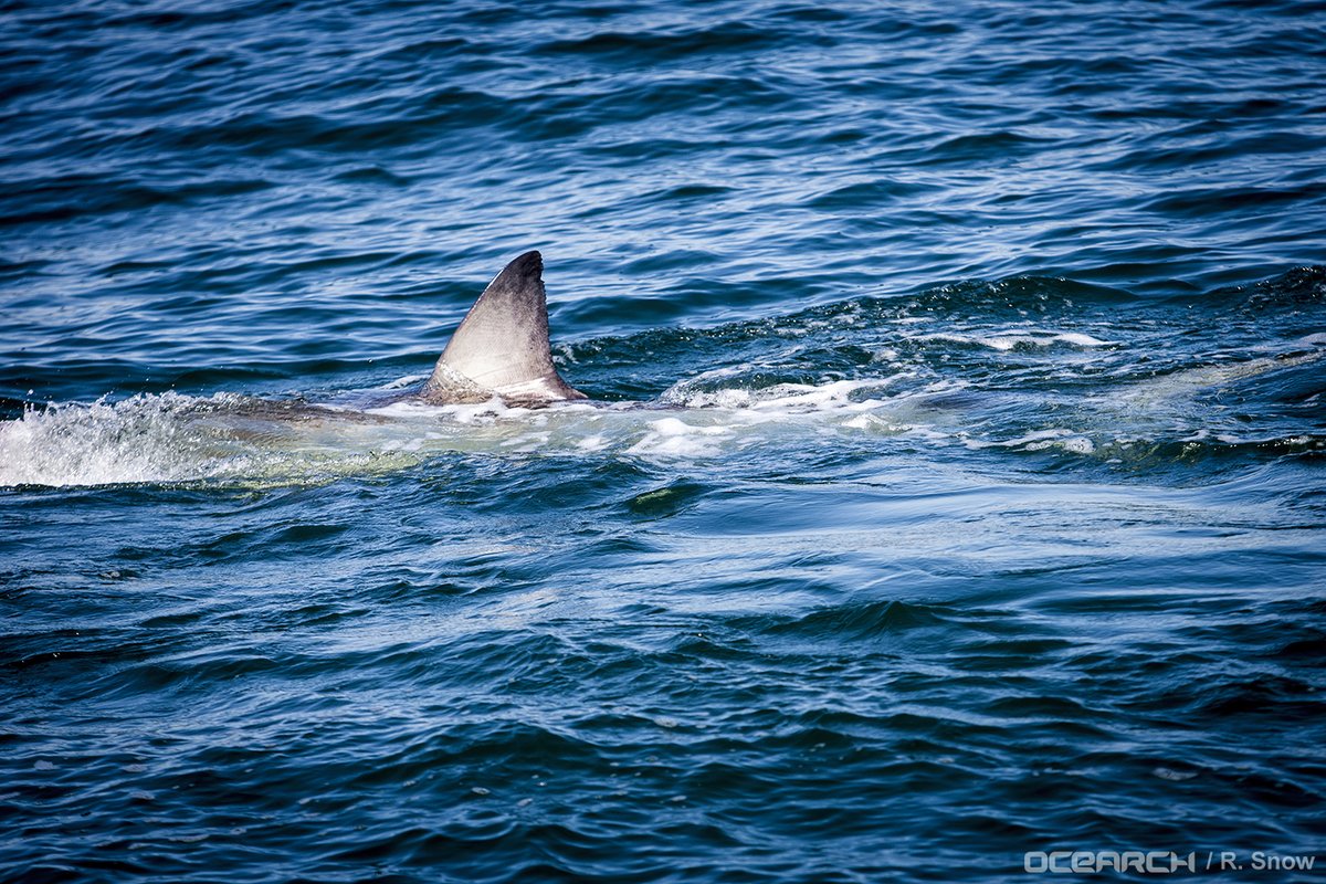 Hilton is a 3.7 metre long shark who weighs 600 kilograms.
