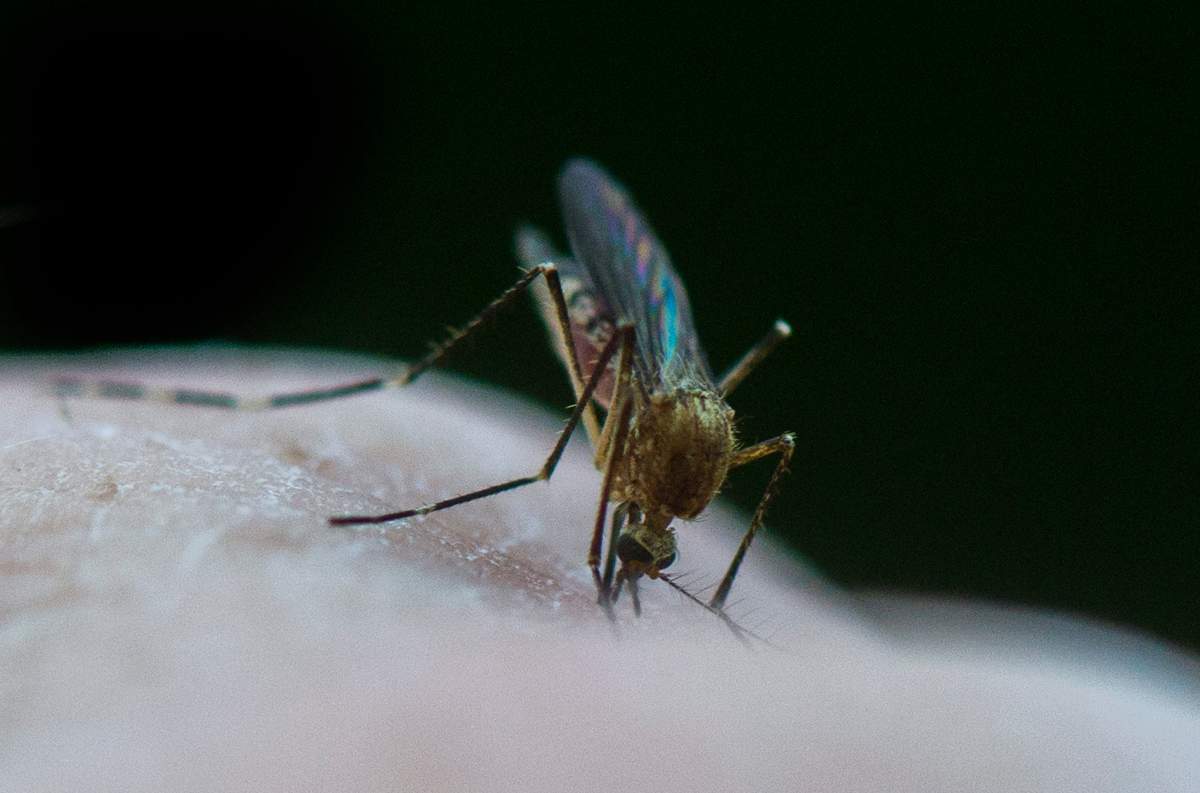 The newest information from the City of Regina shows that mosquito counts are above the average for this time of year, but significantly lower than record highs.
