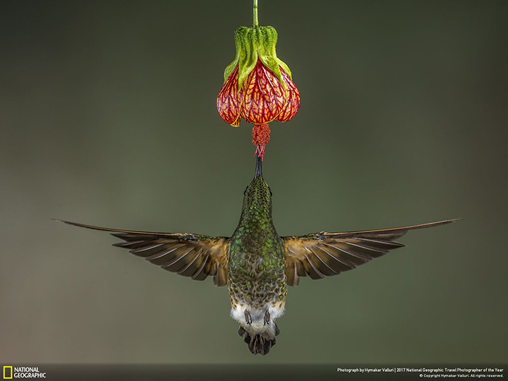 People’s Choice Winner, Nature: A buff-tailed coronet feeds on flower nectar in the Ecuadorian forest, a paradise for hummingbirds.