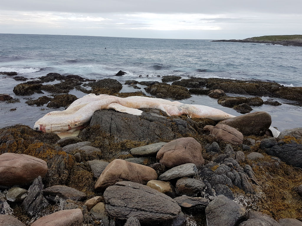 Right Whale deaths