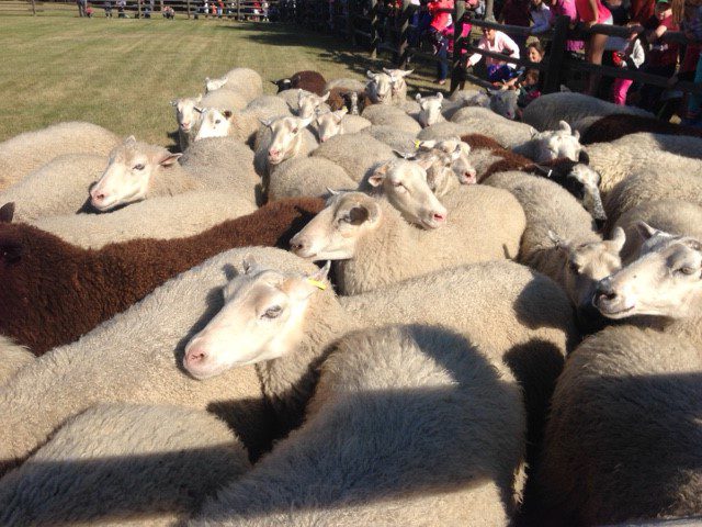 The sheep-leaving parade in Fort Saskatchewan, Sept. 4, 2017.