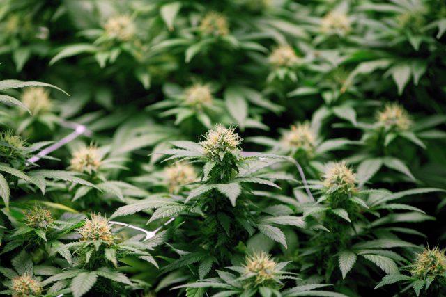 Legalizing marijuana for recreational use in Canada