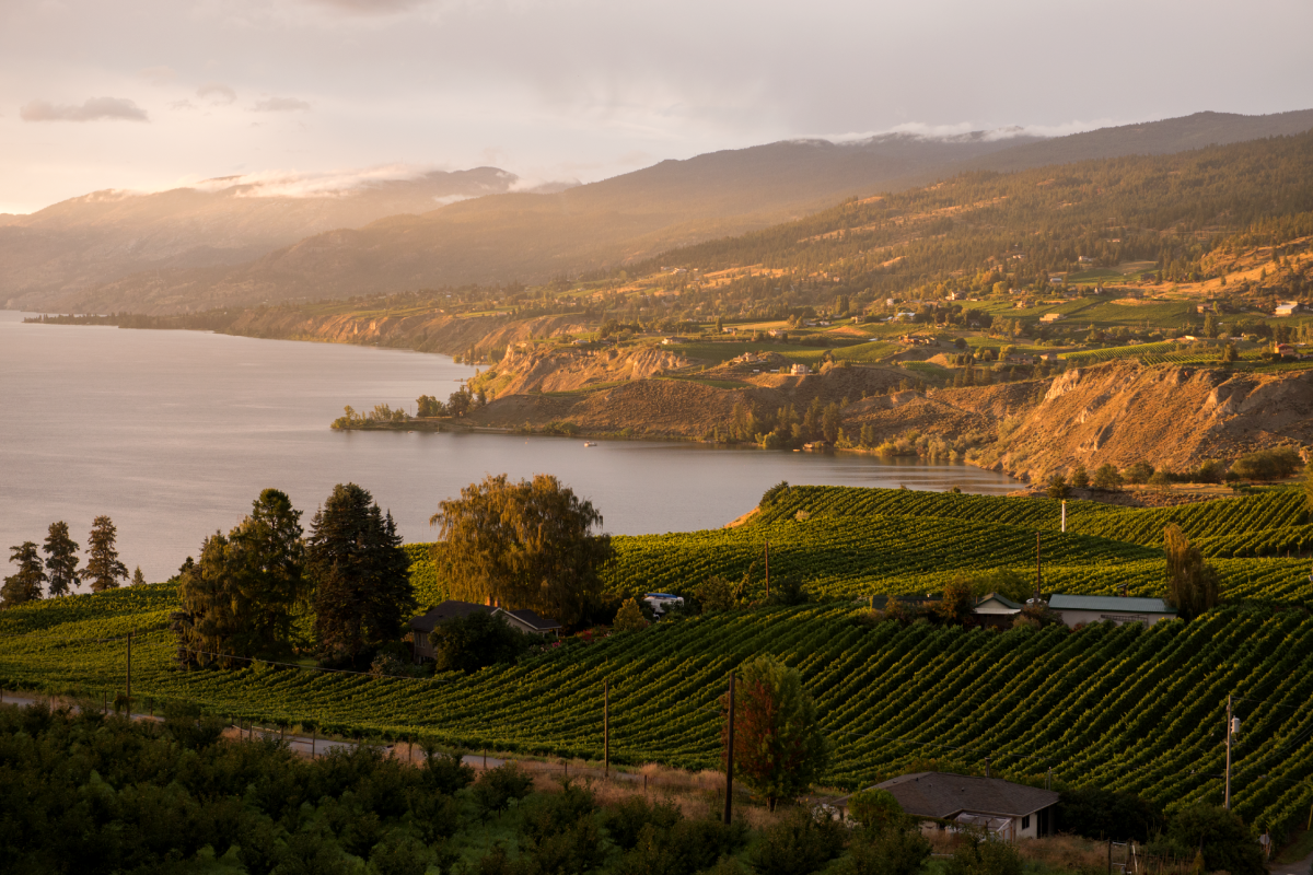 Experience Okanagan wine country this fall - image