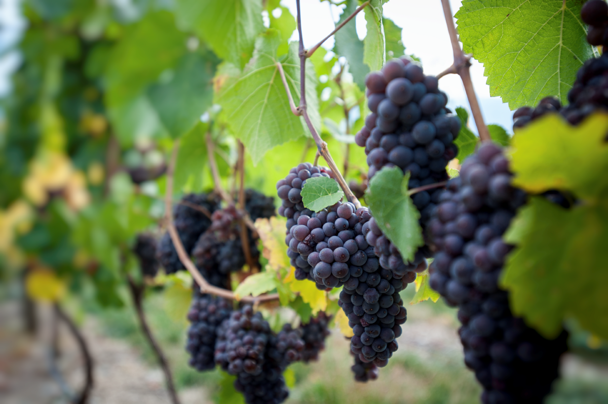 Grapes on the vine.