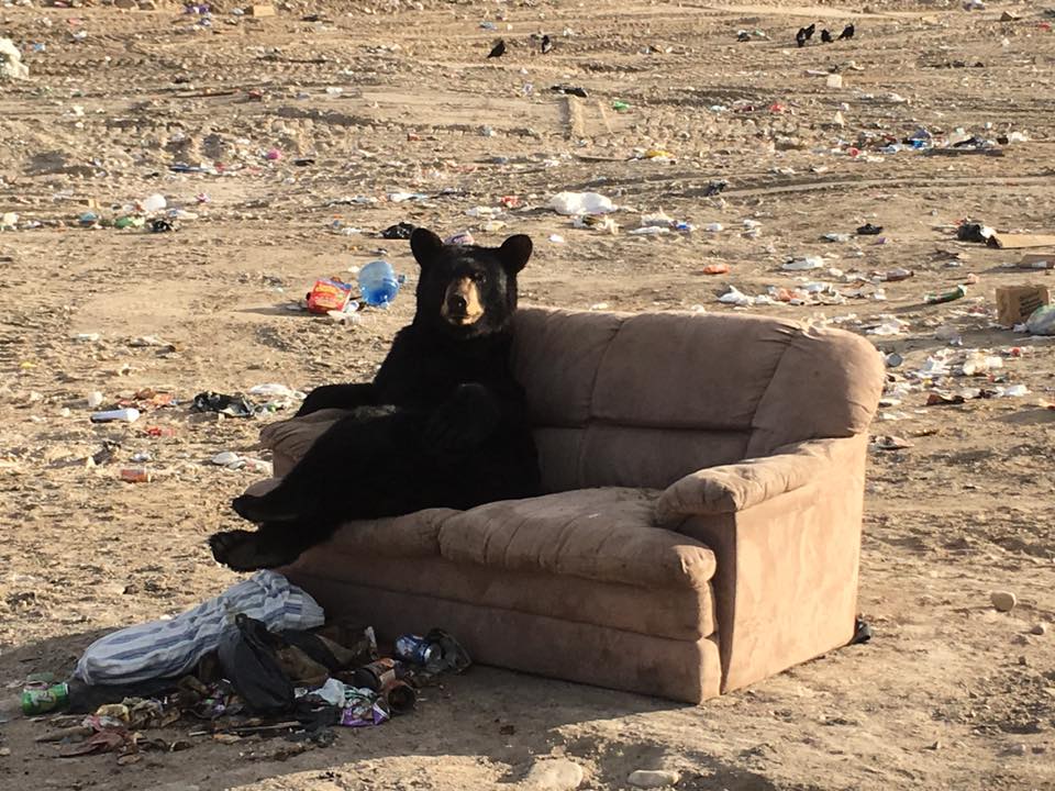 A black bear relaxing at the garbage dump outside Lac Brochet, Manitoba.