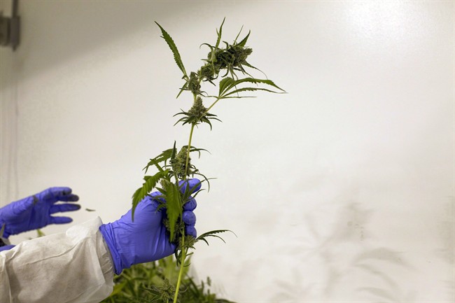 Doctors Nova Scotia has released a list of six recommendations that they want the provincial government to consider ahead of cannabis legalization.