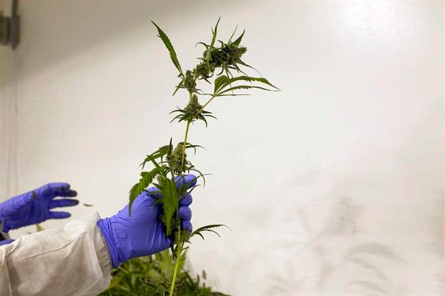 The question of whether to host legal cannabis shops in before politicians in Hamilton and Burlington this week.