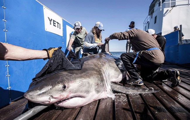 A shark known as "Hilton" is seen in this undated handout photo. 
