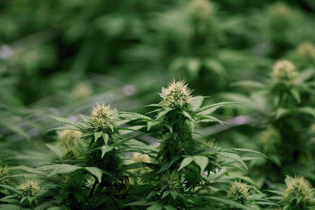 Saskatchewan condo boards moving to ban marijuana as legislation looms - image