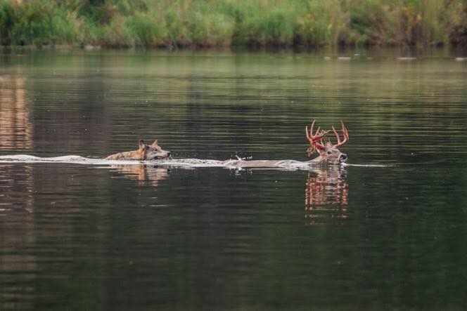 A gray wolf chasing a white-tailed deer at Lakeland Provincial Park in northeastern Alberta. September 9, 2017.