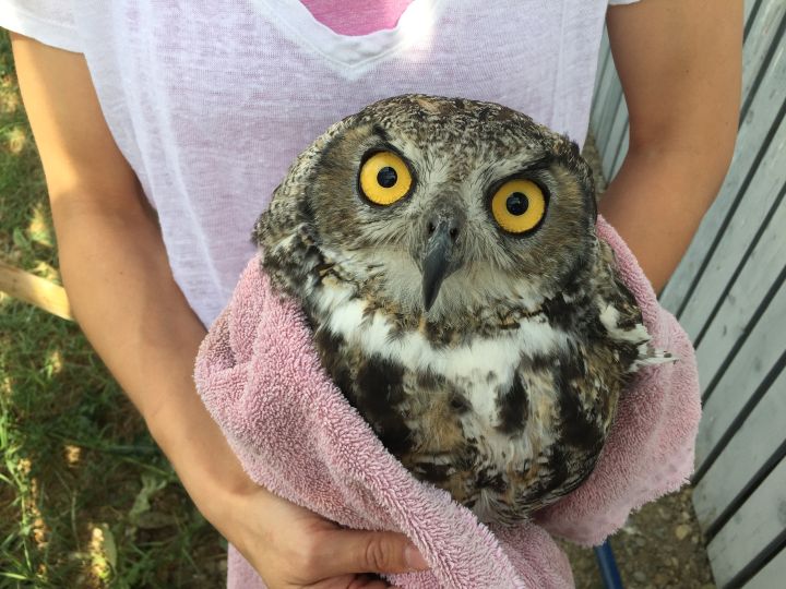 Great horned owl