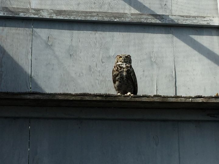 Great horned owl