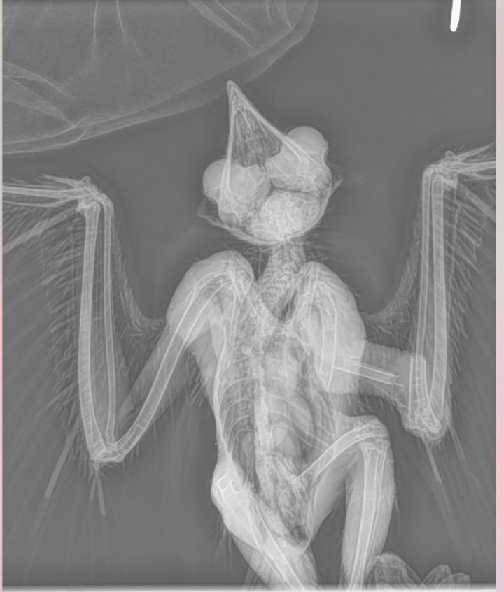 Great horned owl xray