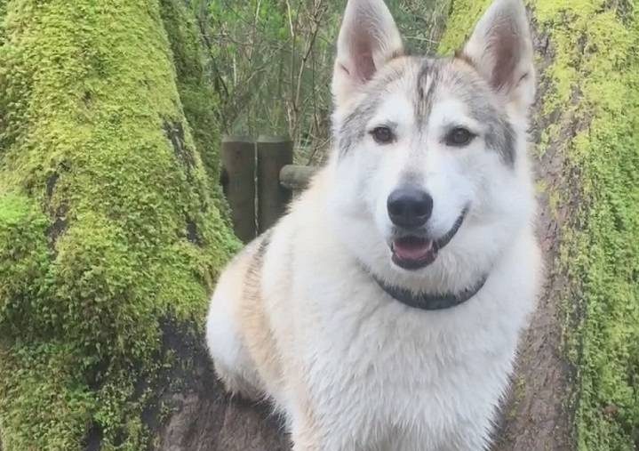Kaoru was accidentally shot and killed by a hunter in Squamish on Sept. 18, 2017.