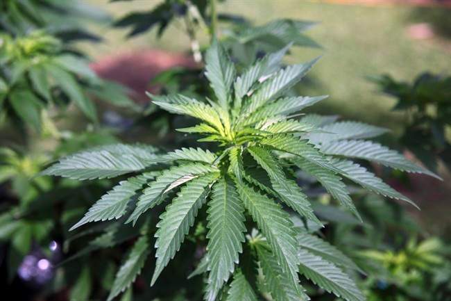 According to Peterborough County OPP, as part of an investigation, its Community Street Crime Unit executed a search warrant at a rural property in the township.