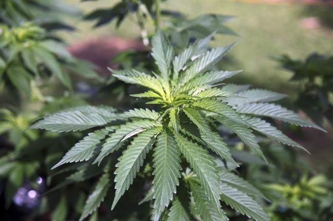 TSX defers consideration of shareholder rights plan adopted by CanniMed Therapeutics in fight against hostile takeover bid by Aurora Cannabis.