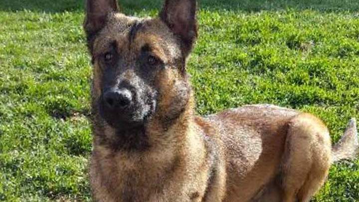 Saskatoon police dog puts the bite on a man trying to hide after fleeing from a reported stolen vehicle.